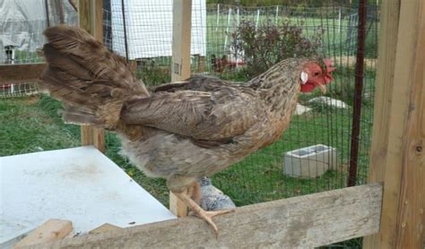 Top 4 Chicken Breeds To Raise For Blue Eggs Up To 300 Per