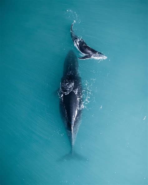 httpsosuperawesomecompostdrone photography  matt deakin  western whale