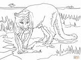 Coloring Cougar Pages Mountain Printable Puma Lion Animal South American Florida Color Panthers Lions Print Panther Sheet Kids Drawing Supercoloring sketch template