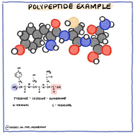 biochemistry infographic polypeptide