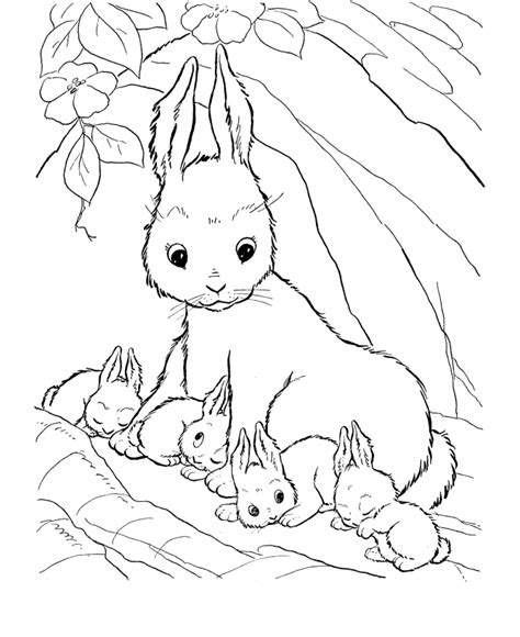 printable bunny family coloring pages coloring cool