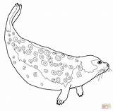 Seal Coloring Ringed Leopard Pages Elephant Baby Animals Drawing Seals Printable Print Color Drawings Dot sketch template