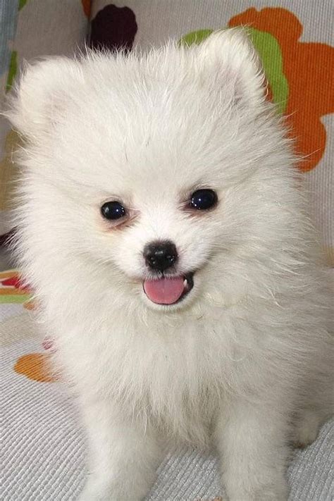 pictures  cute fluffy dogs  fluffy dog breeds big  small