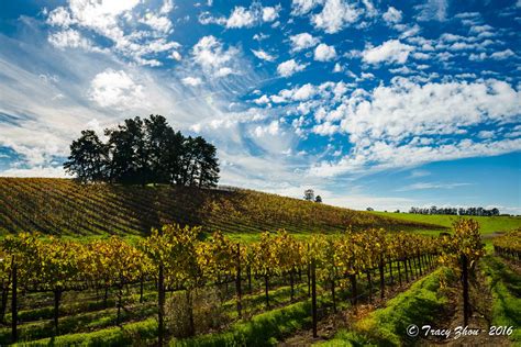 napa valley  blend  spring  fall california fall color