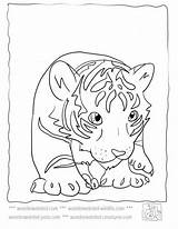 Cubs Tigers Cub sketch template