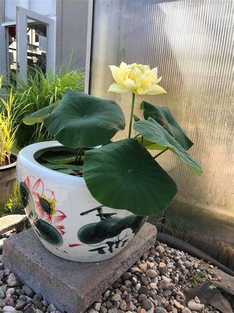 pin  myint aye  mini lotus indoor plants plants indoor