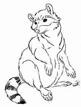 Raccoon Line Drawing Furry Pages Coloring Anthro Jakkal Transfur Clipart Template Library Getdrawings Account Sign Create sketch template