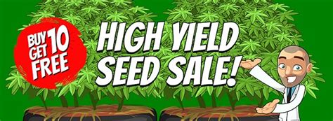 high yield seed sale  marijuana seeds  sale