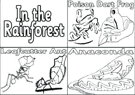 rainforest animals coloring pages  getcoloringscom  printable
