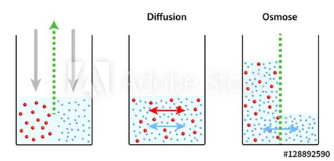 osmose diffusion unterschied stock photo  royalty