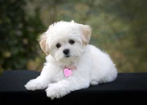 maltipoo characteristics appearance  pictures