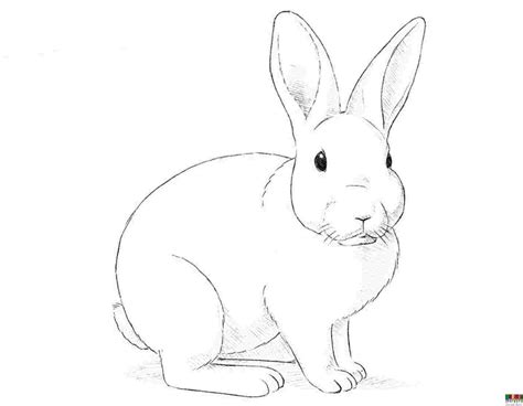tutorial como dibujar  conejo  paso  la vez enterate aqui