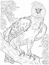 Harpy Eagle Coloring Getdrawings Drawing Sure Fire Getcolorings Pages sketch template
