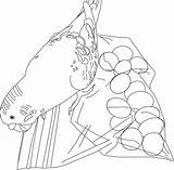 Coloring Pages Budgie Parakeet Getdrawings sketch template