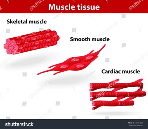 types  muscle tissue skeletal muscle smooth muscle cardiac muscle