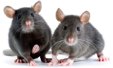 rat lifespan  long  pet rats       longer