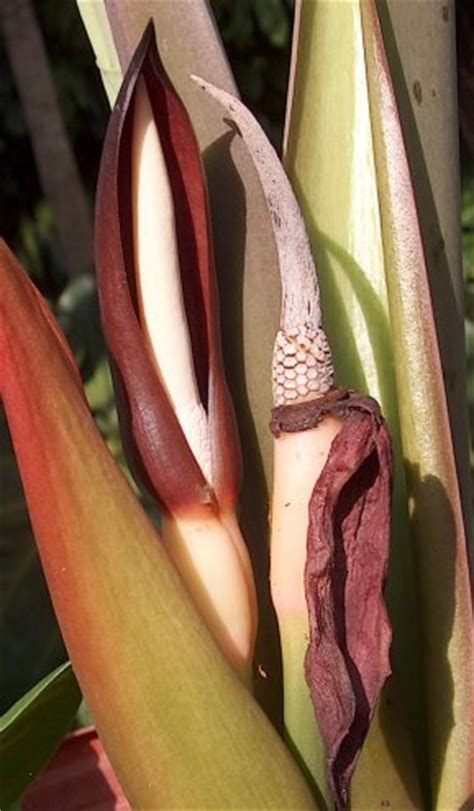 alocasia robusta  giant   bring    knees daves garden