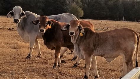 brahman cattle breed