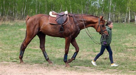 tack   horse english riding breechescom