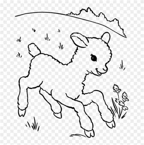 baby sheep  called  lamb coloring pages baby lamb coloring