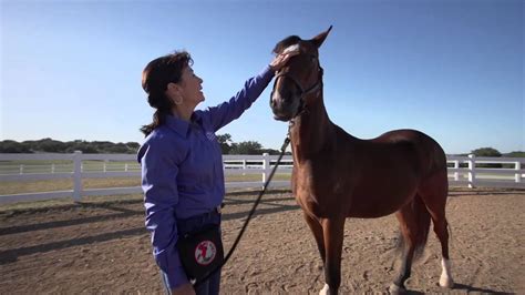 horse training  teaching  horse    called youtube