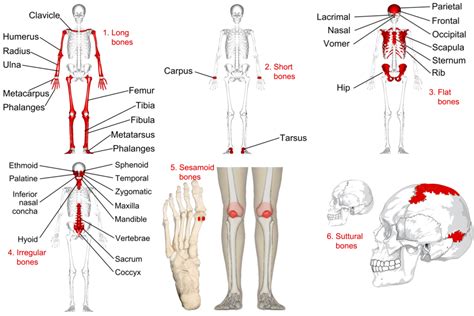 categorizing bones  shape human anatomy  physiology lab bsb