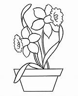 Daffodil Colouring Pages Flowers Picolour sketch template