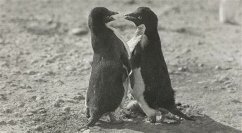 Penguin Sex Deemed Too Graphic For Edwardian Scientific Publications
