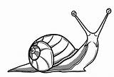 Snail Drawing Drawings Snails Shell Coloring Realistic Clipart Line Pages Simple Sea Template Cliparts Clip Pencil Shells Land Az Animals sketch template
