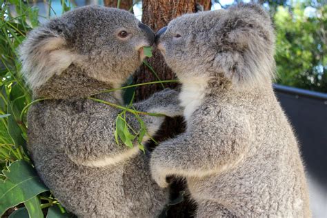 cuddly koalas  cozy picture amazing animals