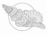 Coloriage Coquillage Vecteur Seashell Mandala sketch template