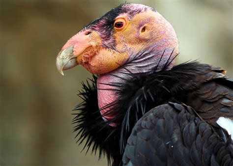 california condor flickr photo sharing
