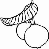Guava Coloring Outline Pages Tree Guavas Kids Clipart Clip Color Template Sketch Animated sketch template