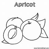 Apricot Fruit sketch template