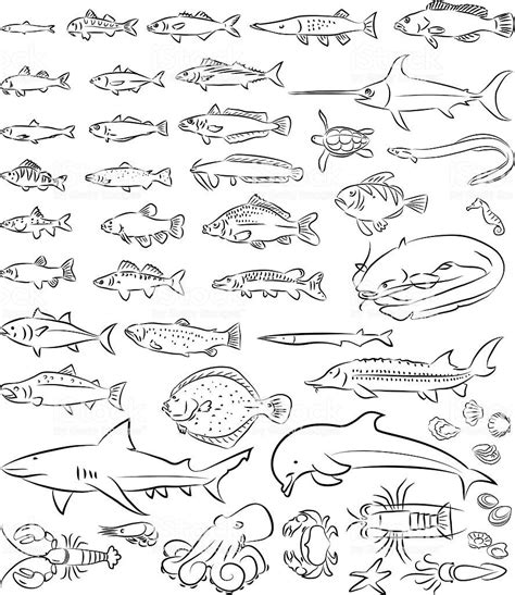 fisch zeichnen grundschule fischlexikon
