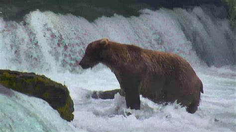 Brown Bear Cam Brooks Falls In Katmai National Park