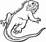 Lizard Coloring Pages Iguana sketch template