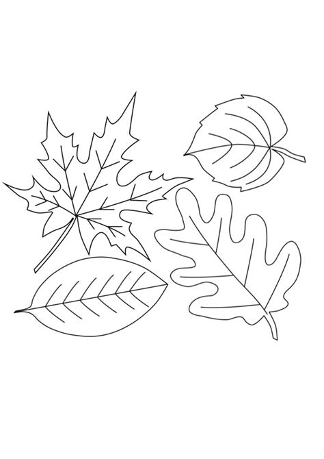 coloring sheets fall leaves  leaves coloring pages  print