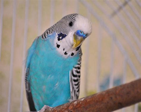 blue parakeet photograph  jai johnson fine art america