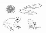 Life Coloring Cycle Frog Clipart Plant Pages Sheets Lifecycle Comments Library sketch template