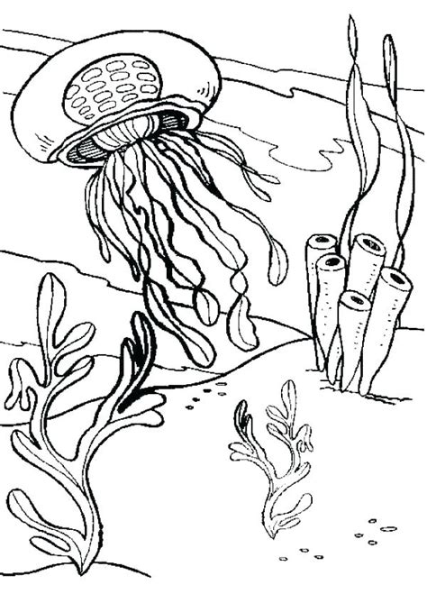 jellyfish coloring page  getcoloringscom  printable colorings
