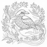Coloring Depositphotos Stock Graceful Bird sketch template