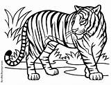 Tiger Coloring Bengal Pages Drawing Printable Tigers Clip Kids Clipart Cliparts Line Mammals Print High Animal Quality Baby Tilting Head sketch template