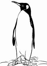 Penguin Coloring King Falkland Islands Pages Hollands Paradise Bird Categories Supercoloring sketch template