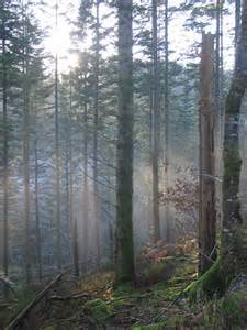 misty forest above ystwyth gorge © rudi winter geograph britain and