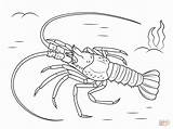 Lobster Langosta Hummer Aragosta Mediterranean Homard Langouste Europea Mittelmeer Crustacean Coloriages Colorier Supercoloring Realiste Barnacle Reptiles Crostacei Bogavante Kategorien sketch template