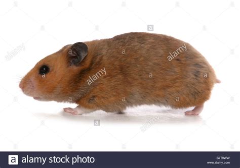 adult hamster big teenage dicks