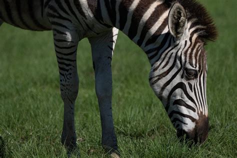 zebra eating grass  stock photo