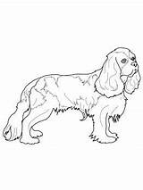 Cavalier Charles Spaniel Colouring Supercoloring sketch template