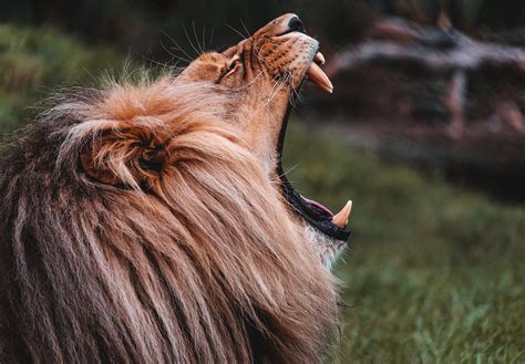 roaring lion profile